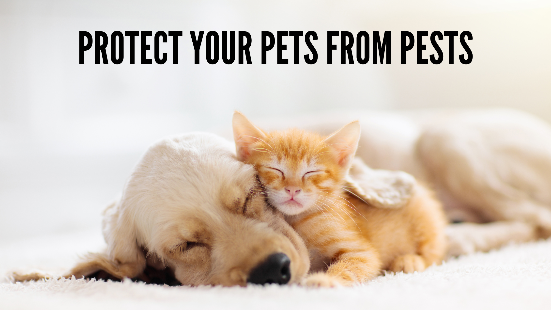 5 Ways to Protect Your Pets from Insects – Bodyguard BugSpray